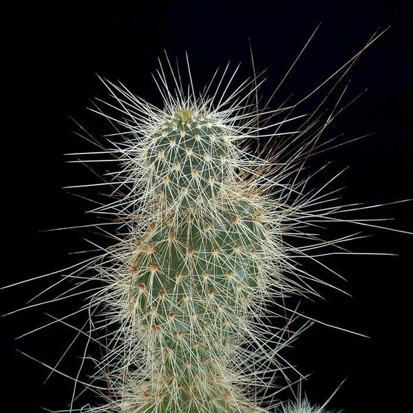 Opuntia polyacantha Leaf