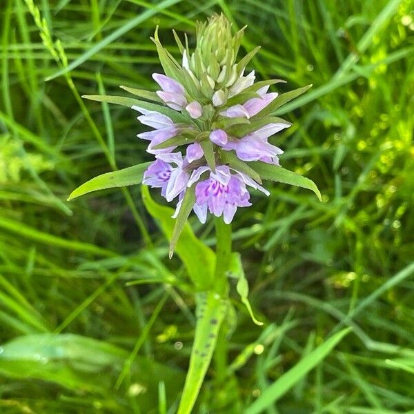 Dactylorhiza maculata Blad