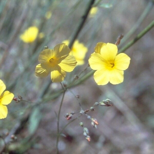 Linum maritimum Fleur