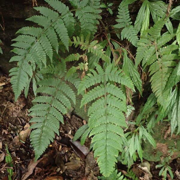 Parapolystichum barterianum Habit