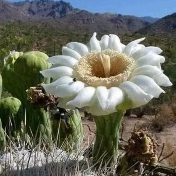 Carnegiea gigantea Fleur