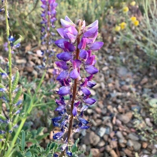 Lupinus sericeus Virág