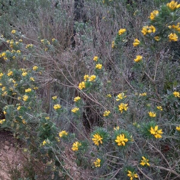 Genista linifolia Fiore