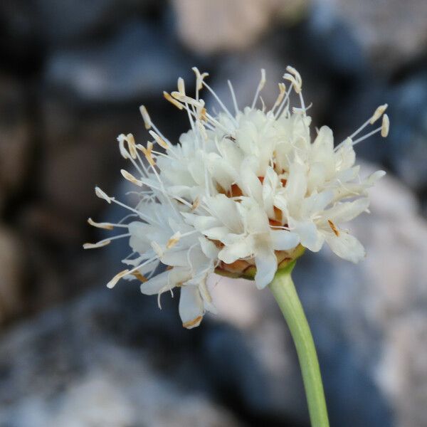 Cephalaria leucantha Õis
