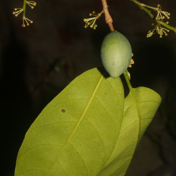 Pouteria chiricana Плод