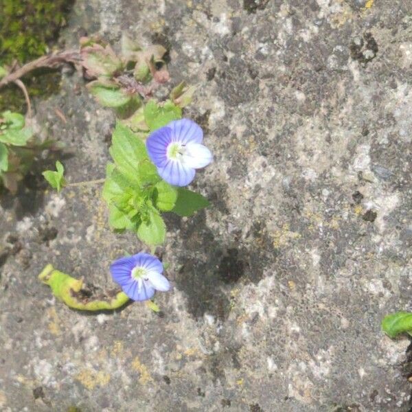 Veronica persica Kvet