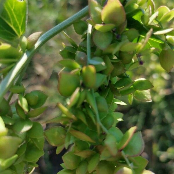 Atriplex micrantha Frukt