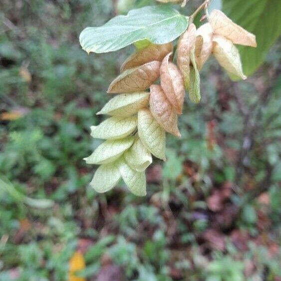 Flemingia strobilifera Fruto