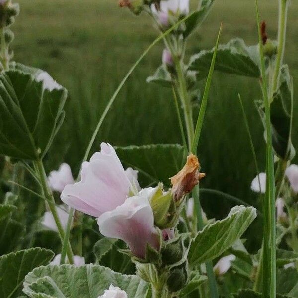 Althaea officinalis Habitus