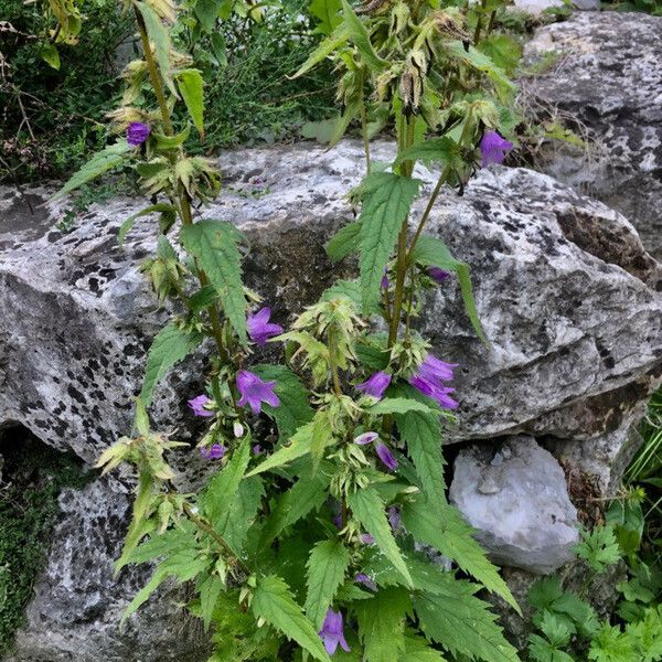 Campanula trachelium অভ্যাস