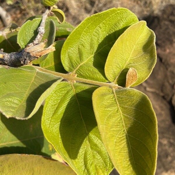 Terminalia prunioides Leaf