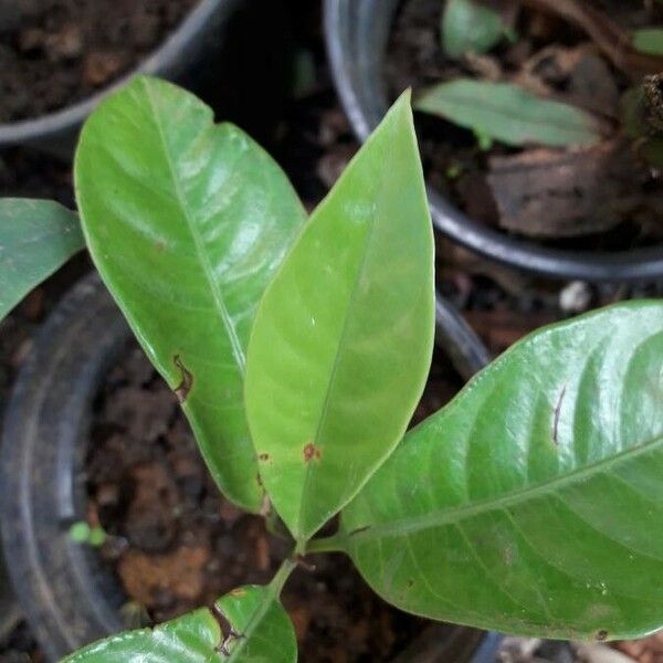 Myristica fragrans Leaf