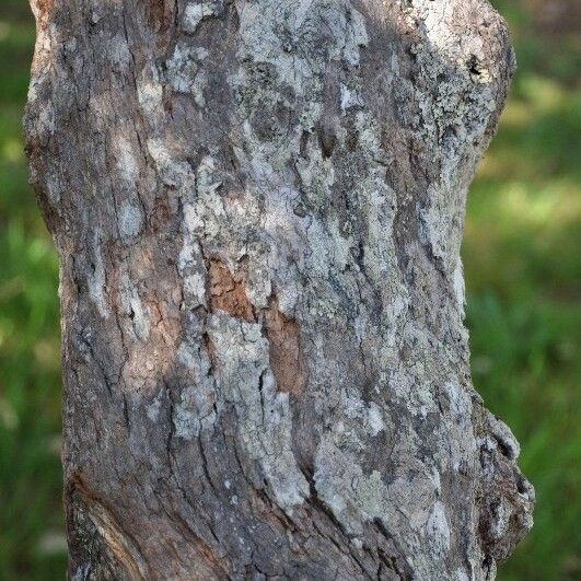 Monimia rotundifolia Bark