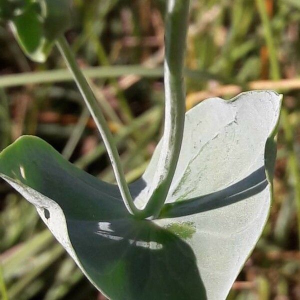 Blackstonia perfoliata Leht