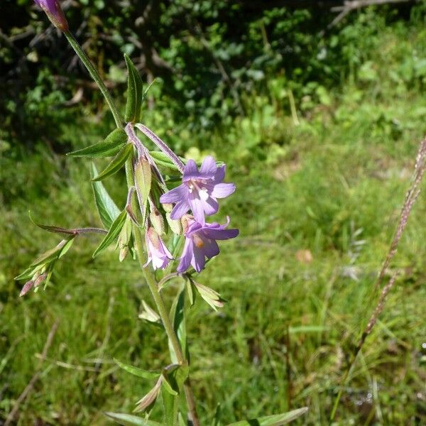 Epilobium palustre फूल