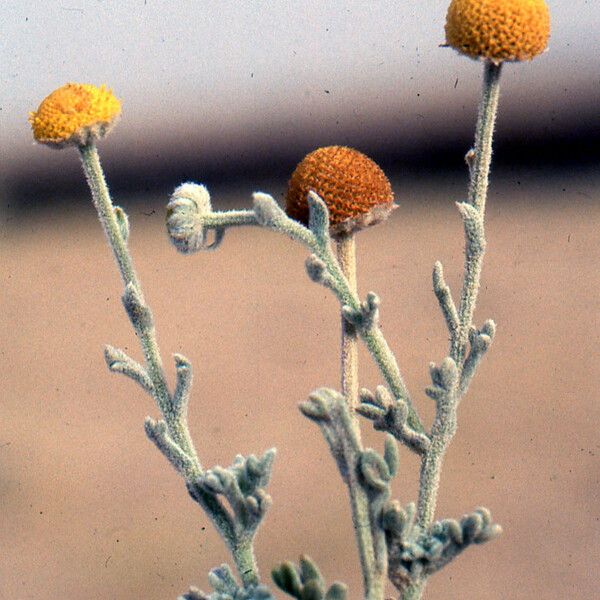 Brocchia cinerea Other