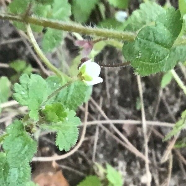 Veronica cymbalaria Yaprak