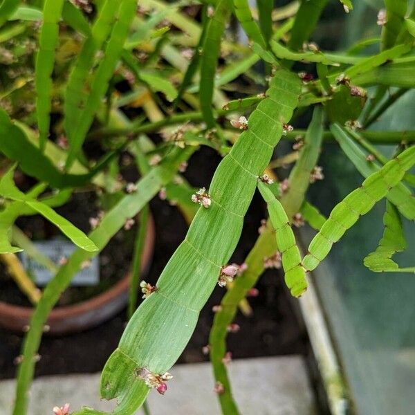 Muehlenbeckia platyclada Leaf