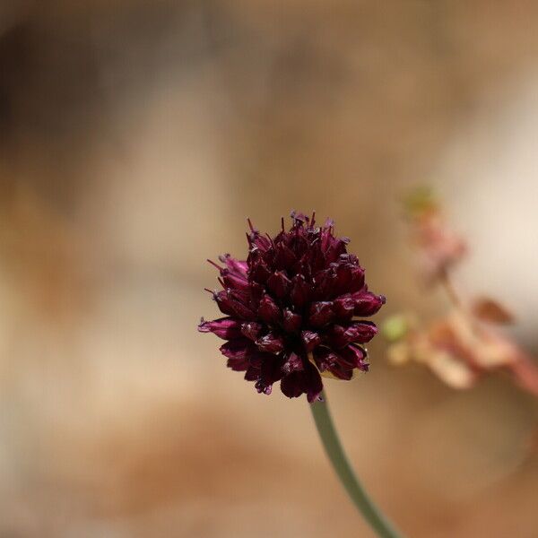 Allium sphaerocephalon Kvet