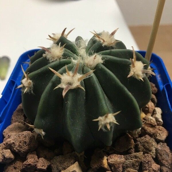 Echinocactus texensis List