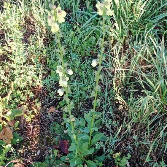 Verbascum virgatum Habit