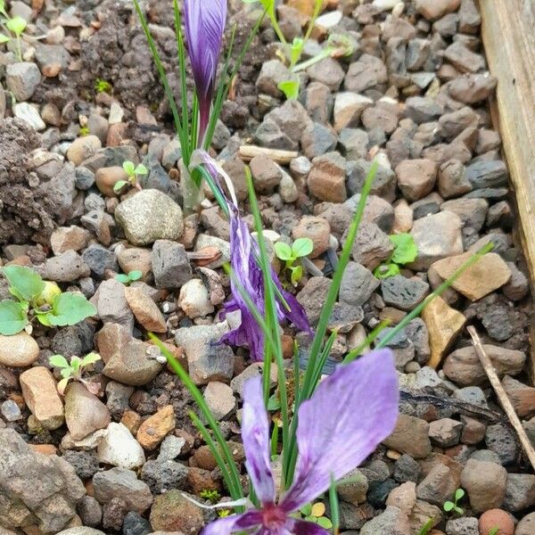 Crocus sativus موطن