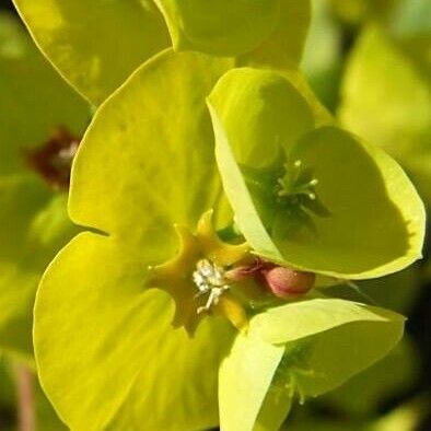 Euphorbia amygdaloides Žiedas