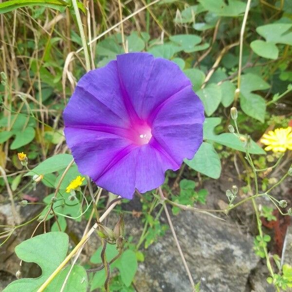 Ipomoea indica Λουλούδι