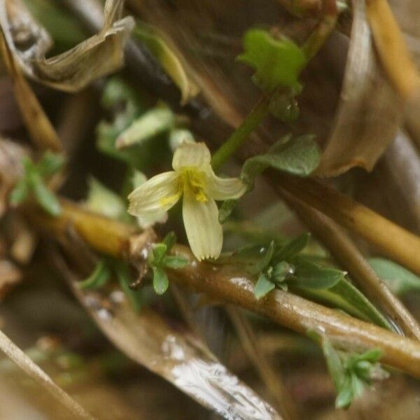 Lactuca viminea Cvet