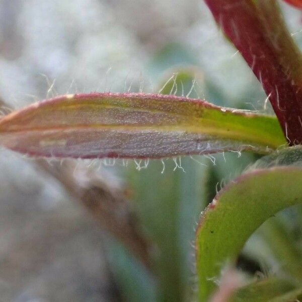 Erigeron uniflorus Leaf