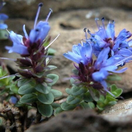 Veronica nummularia Fleur