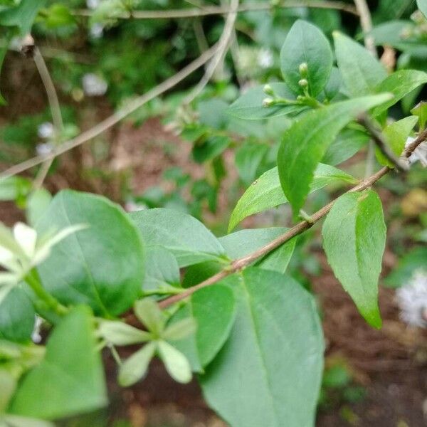 Abelia chinensis ഇല