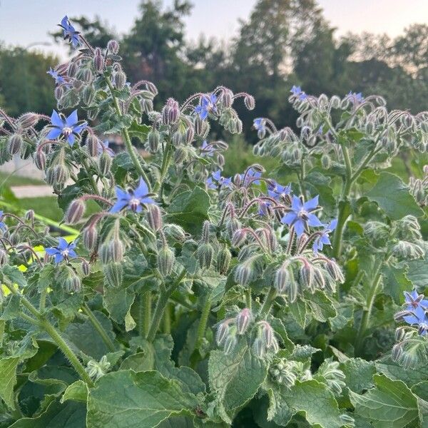 Borago officinalis Blodyn