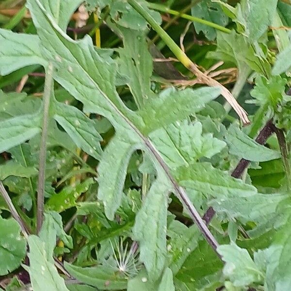 Sisymbrium officinale Hostoa