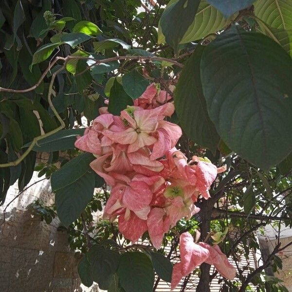 Mussaenda philippica Lapas