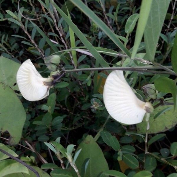 Centrosema virginianum Flower