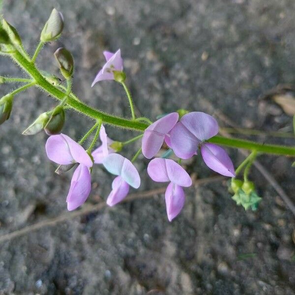 Desmodium uncinatum Цветок