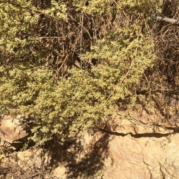 Atriplex canescens Flower