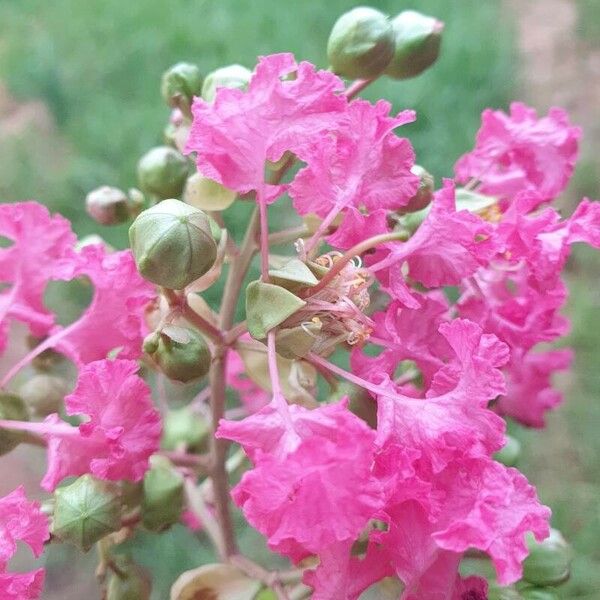 Lagerstroemia speciosa Blüte