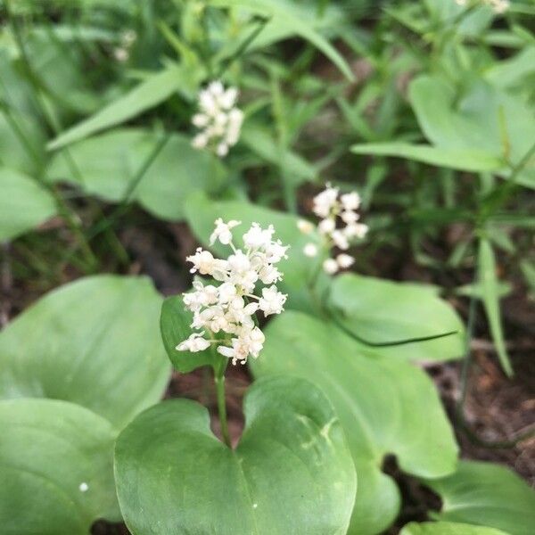 Maianthemum canadense Fleur