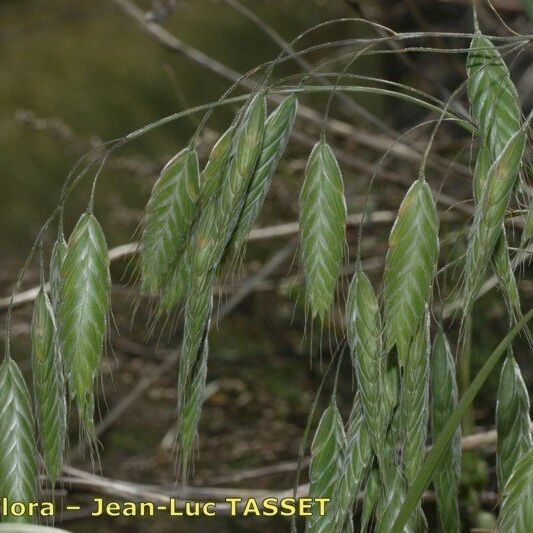 Bromus squarrosus Flower