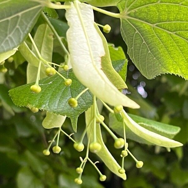 Tilia platyphyllos Frukt