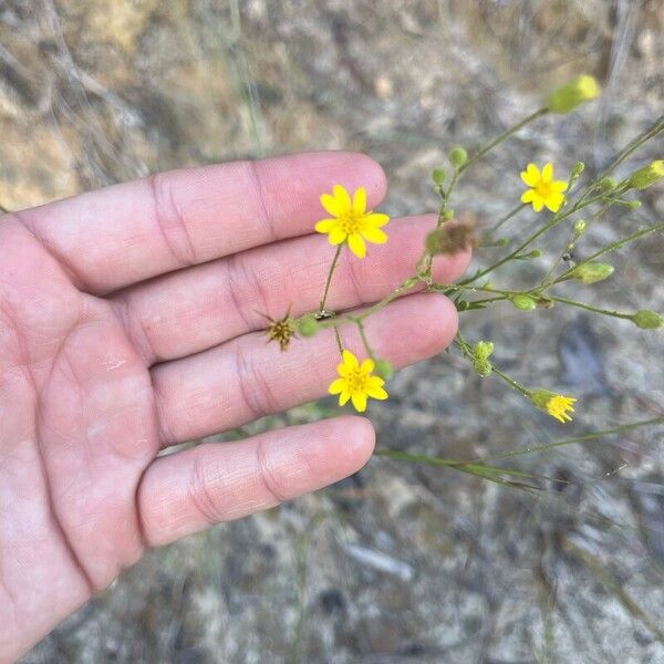 Pityopsis graminifolia Flower