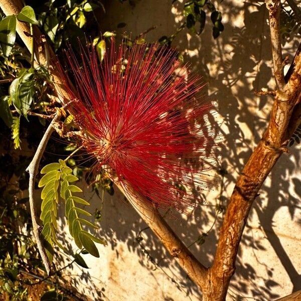 Calliandra surinamensis Цветок