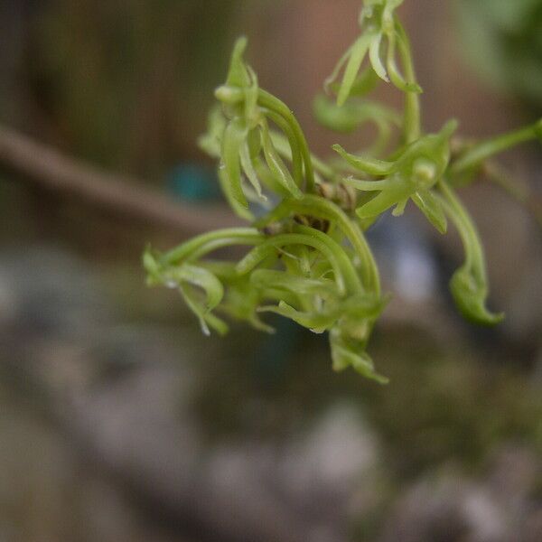 Angraecopsis parviflora Flors