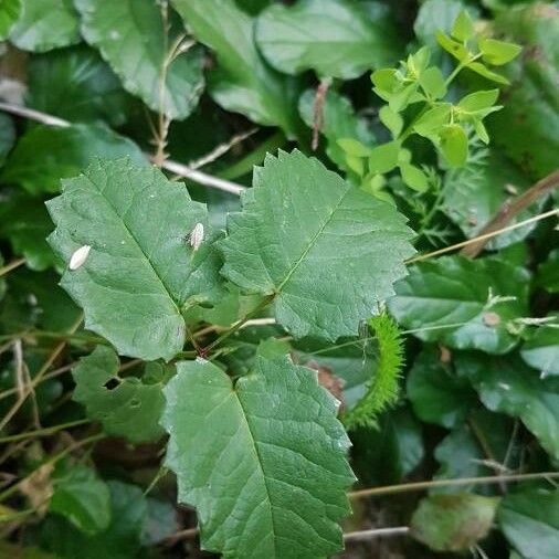 Sanguisorba officinalis Yaprak