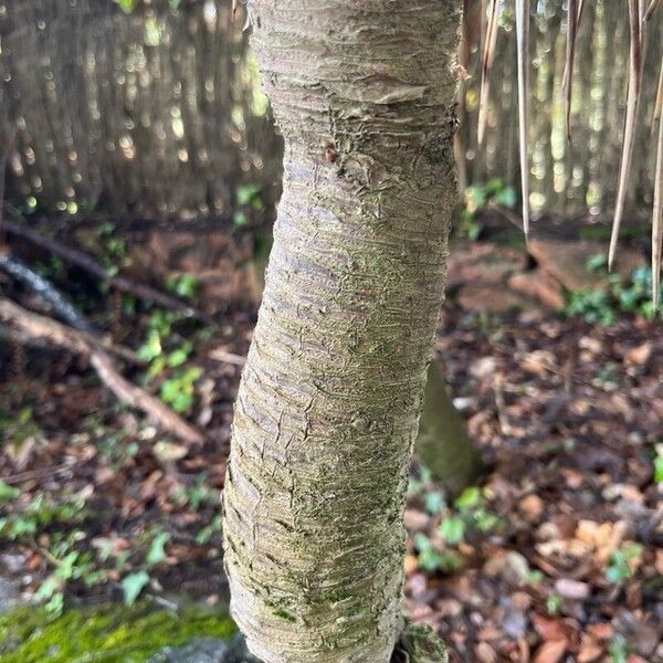 Yucca flaccida Bark