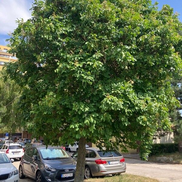 Fraxinus pennsylvanica Habit