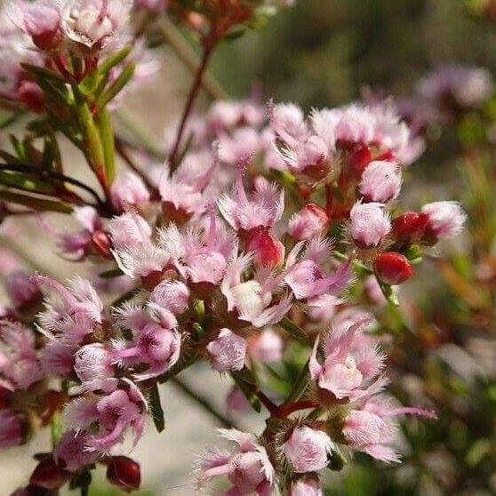 Verticordia densiflora (Compact feather-flower)