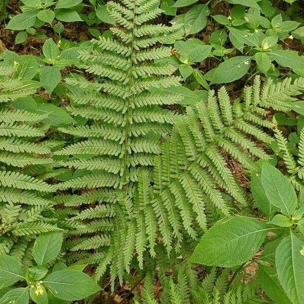 Dryopteris filix-mas List